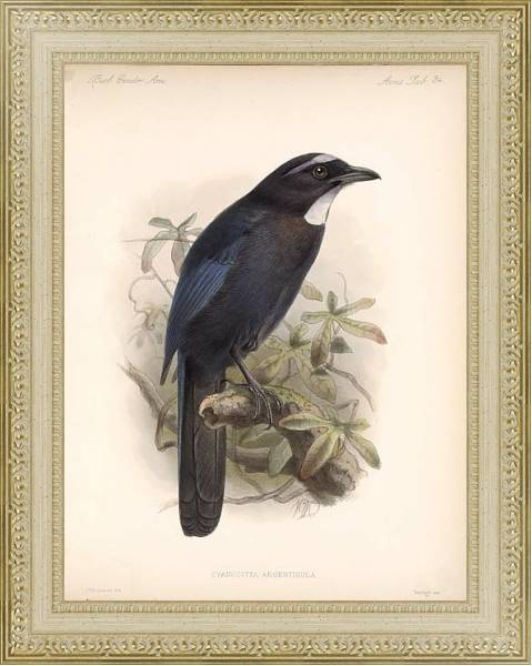Постер Птицы J. G. Keulemans №36 с типом исполнения Акварель в раме в багетной раме 484.M48.725