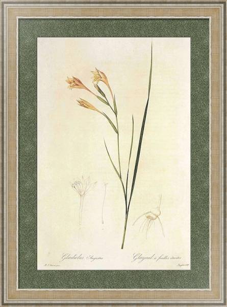 Постер Gladiolus angustus L с типом исполнения Акварель в раме в багетной раме 485.M40.584
