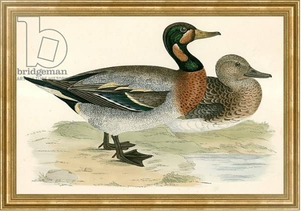 Постер Bimaculated Duck с типом исполнения На холсте в раме в багетной раме NA033.1.051