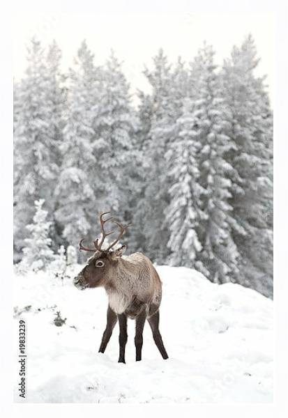 Постер Олень в снегу на фоне заснеженного леса с типом исполнения На холсте в раме в багетной раме 221-03