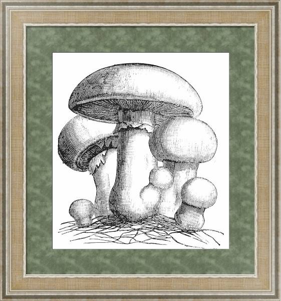 Постер Agaricus campestris or meadow mushroom engraving с типом исполнения Акварель в раме в багетной раме 485.M40.584