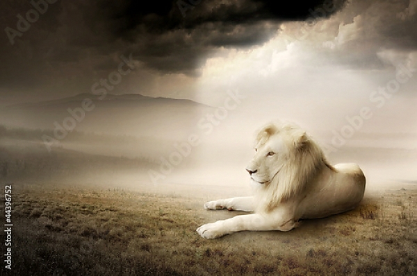 Постер Белый лев на закате с типом исполнения На холсте без рамы
