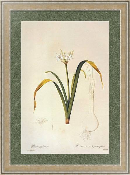 Постер Vagaria parviflora с типом исполнения Акварель в раме в багетной раме 485.M40.584