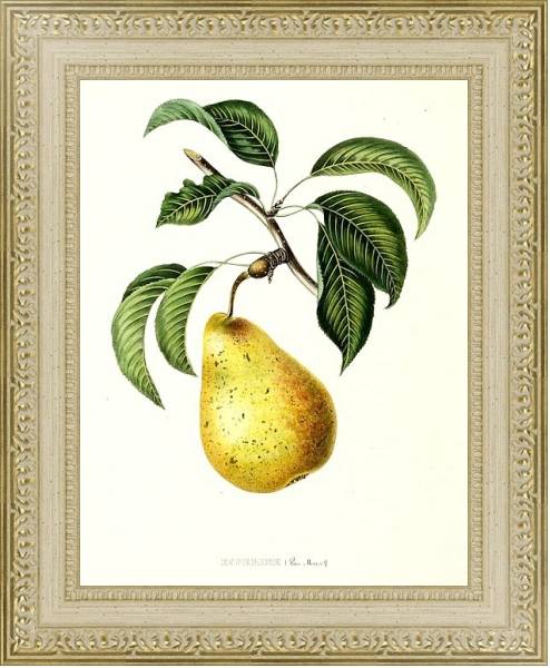 Постер Pears - Esperine с типом исполнения Акварель в раме в багетной раме 484.M48.725