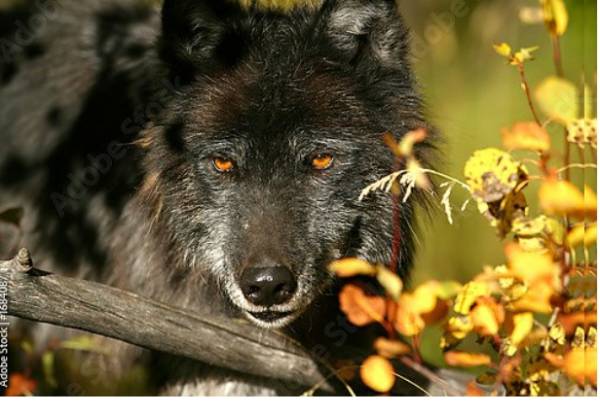 Постер Черный волк с золотыми глазами с типом исполнения На холсте без рамы
