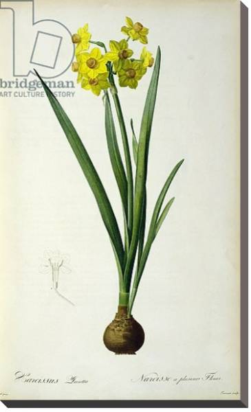 Постер Narcissus Lazetta, from `'Plantae Selectae' by Christoph Jakob Trew, published 175-53 с типом исполнения На холсте без рамы