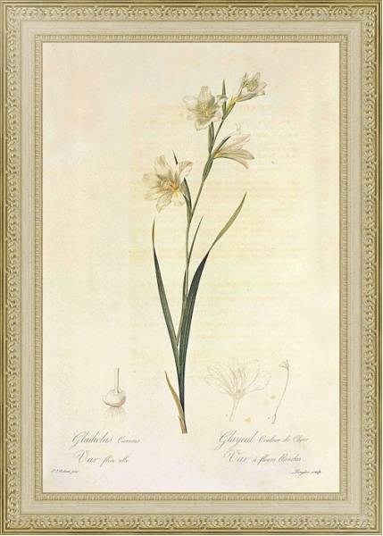 Постер Gladiolus carneus DDelaroche с типом исполнения Акварель в раме в багетной раме 484.M48.725