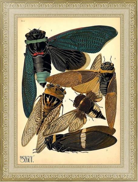 Постер Insects by E. A. Seguy №1 с типом исполнения Акварель в раме в багетной раме 484.M48.725
