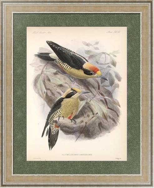 Постер Птицы J. G. Keulemans №66 с типом исполнения Акварель в раме в багетной раме 485.M40.584
