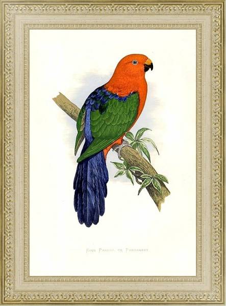 Постер King Parrot, or Parrakeet с типом исполнения Акварель в раме в багетной раме 484.M48.725
