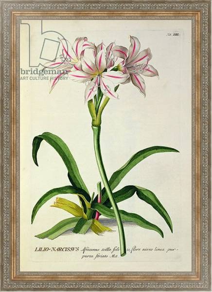 Постер Lilio-Narcissus, Africanus, from 'Plantae Selectae' by Christoph Jakob Trew, published 1750-73 с типом исполнения На холсте в раме в багетной раме 484.M48.310