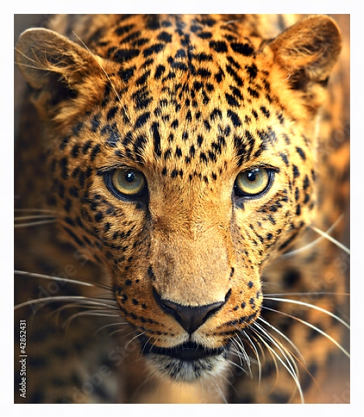 Постер Леопард с типом исполнения На холсте в раме в багетной раме 221-03