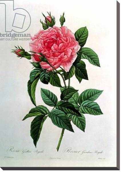 Постер Rosa Gallica Regallis, from 'Les Roses', 19th century с типом исполнения На холсте без рамы