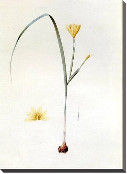 Постер Sisyrinchium collinum с типом исполнения На холсте без рамы