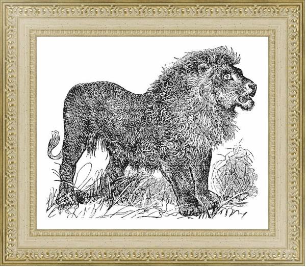 Постер African Lion vintage engraving с типом исполнения Акварель в раме в багетной раме 484.M48.725