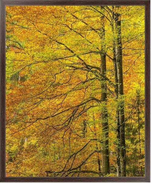 Постер Золотые осенние деревья с типом исполнения На холсте в раме в багетной раме 221-02