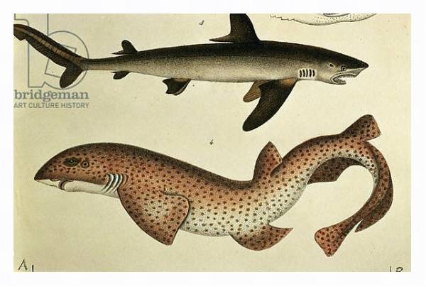 Постер Lesser Spotted Dogfish, Pl.93 from 'Naturgeschichte und Abbildung der Fische' by H.R. Schinz, 1836 с типом исполнения На холсте в раме в багетной раме 221-03