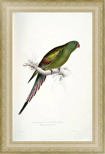 Постер Parrots by E.Lear  #26 с типом исполнения Акварель в раме в багетной раме 484.M48.725