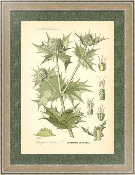 Постер Flora von Deutschland №8 с типом исполнения Акварель в раме в багетной раме 485.M40.584