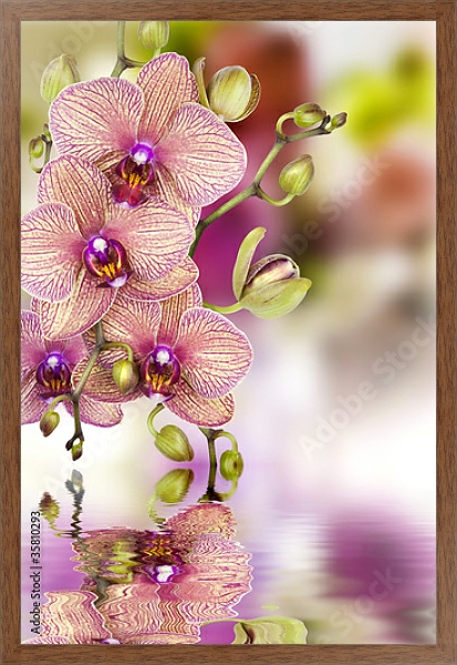 Постер Орхидеи 3 с типом исполнения На холсте в раме в багетной раме 1727.4310
