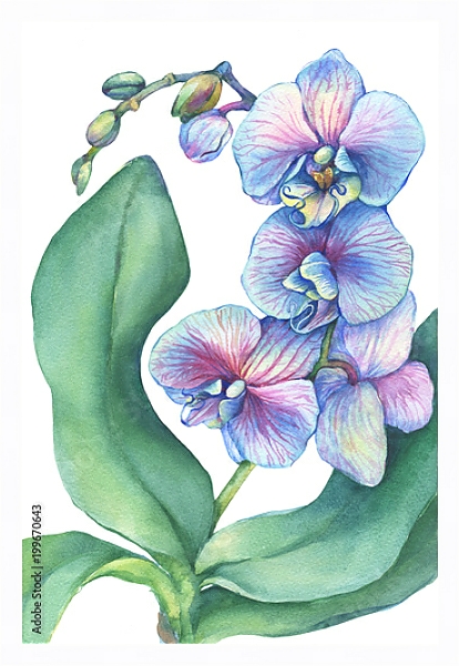 Постер Веточка цветущей тропической синей орхидеи  с типом исполнения На холсте в раме в багетной раме 221-03