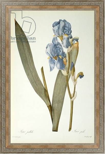 Постер Iris Pallida, from `Les Liliacees', 1812 с типом исполнения На холсте в раме в багетной раме 484.M48.310