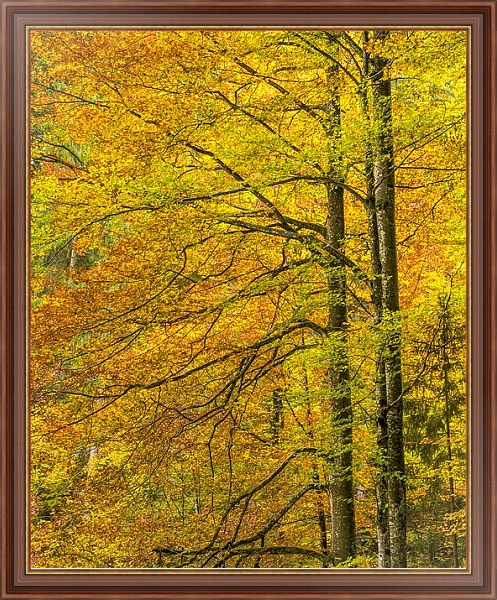 Постер Золотые осенние деревья с типом исполнения На холсте в раме в багетной раме 35-M719P-83