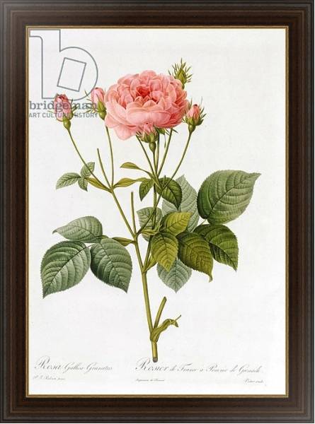 Постер Rosa Gallica Granatus, from 'Les Roses', vol II, 1821 с типом исполнения На холсте в раме в багетной раме 1.023.151