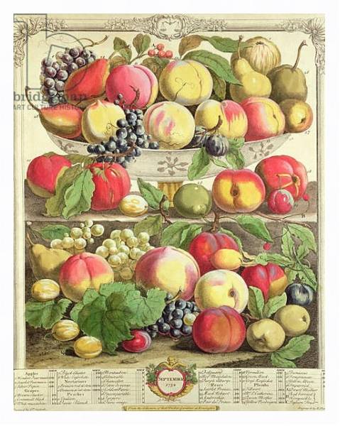 Постер September, from 'Twelve Months of Fruits', by Robert Furber engraved by Henry Fletcher, 1732 с типом исполнения На холсте в раме в багетной раме 221-03