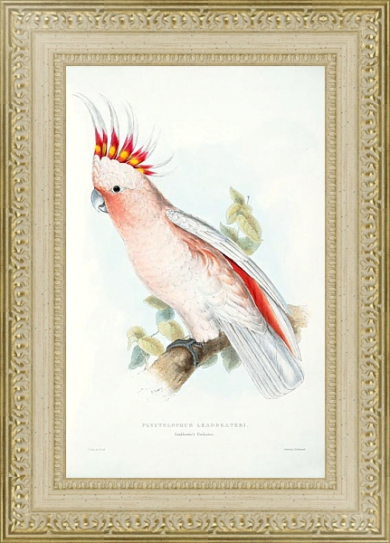 Постер Parrots by E.Lear  #2 с типом исполнения Акварель в раме в багетной раме 484.M48.725