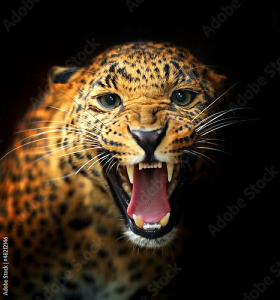 Постер Леопард 2 с типом исполнения На холсте без рамы
