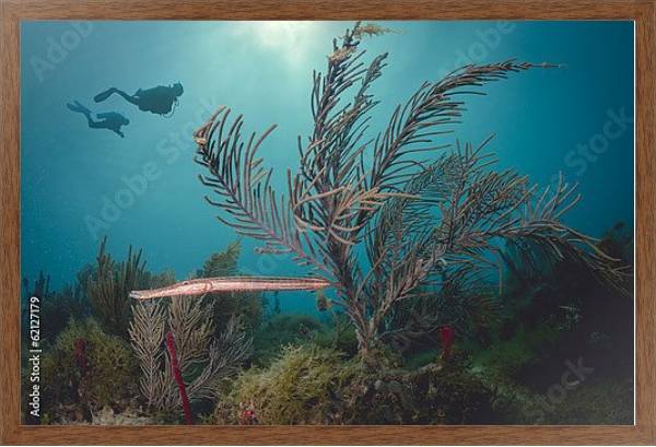 Постер Два дайвера под водой у Карибского Кораллового рифа с типом исполнения На холсте в раме в багетной раме 1727.4310
