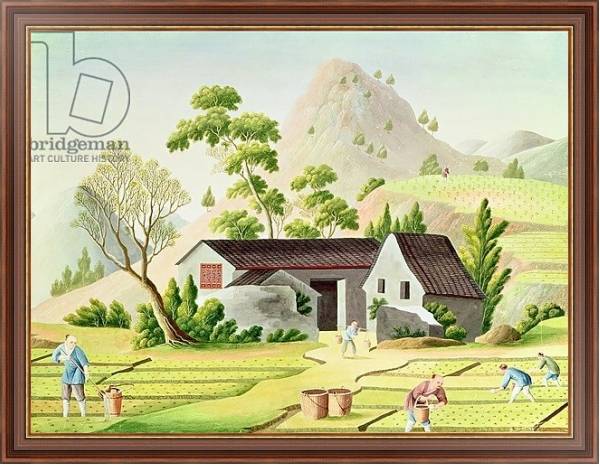 Постер Peasants in the Paddy Fields с типом исполнения На холсте в раме в багетной раме 35-M719P-83