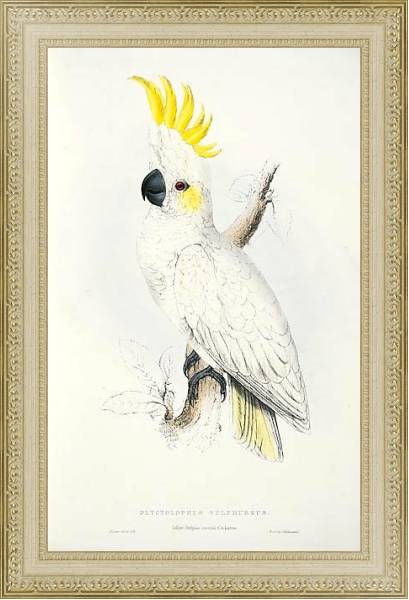 Постер Parrots by E.Lear  #1 с типом исполнения Акварель в раме в багетной раме 484.M48.725