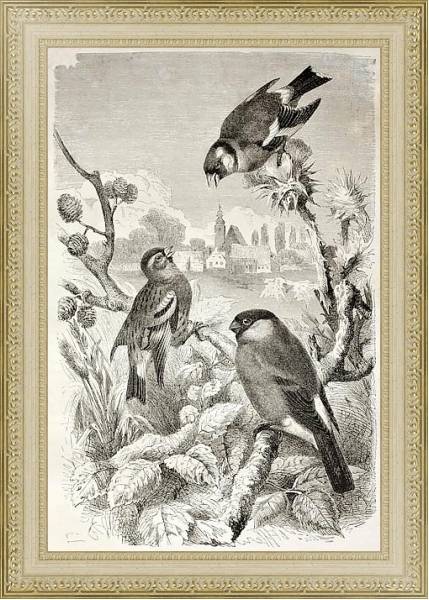Постер Goldfinch, Siskin and Bullfinch old illustration. Created by Kretschmer and Jahrmargt, published on  с типом исполнения Акварель в раме в багетной раме 484.M48.725