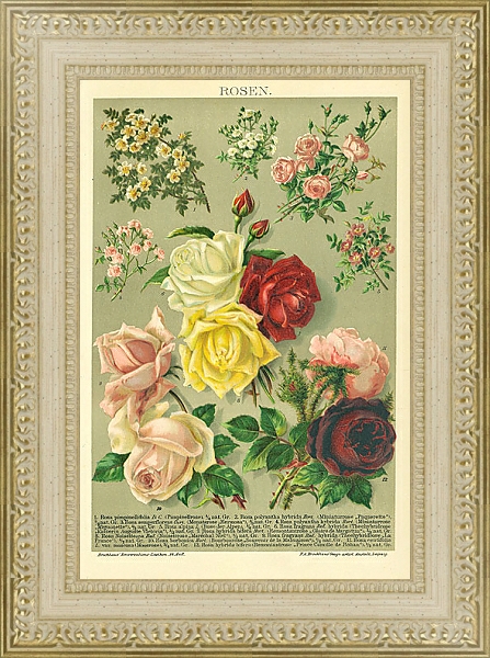 Постер Розы 1 с типом исполнения Акварель в раме в багетной раме 484.M48.725
