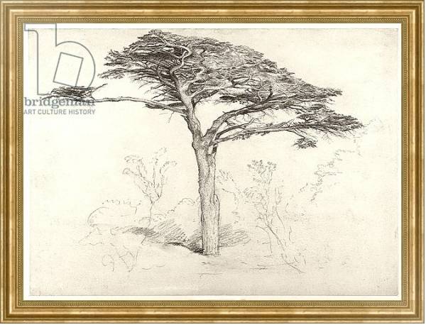 Постер Old Cedar Tree in Botanic Garden, Chelsea, 1854 с типом исполнения На холсте в раме в багетной раме NA033.1.051