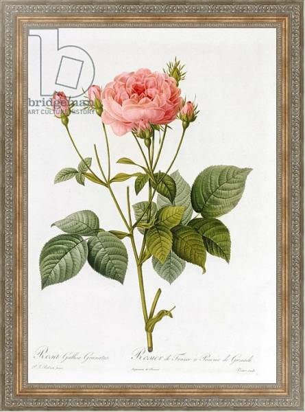 Постер Rosa Gallica Granatus, from 'Les Roses', vol II, 1821 с типом исполнения На холсте в раме в багетной раме 484.M48.310