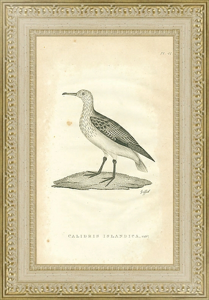 Постер Calidris Islandica 1 с типом исполнения Акварель в раме в багетной раме 484.M48.725