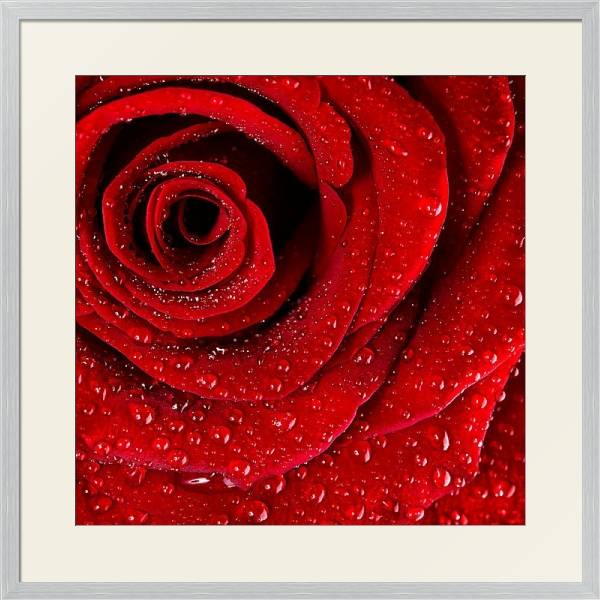 Постер Ярко-красная роза с каплями воды №3 с типом исполнения Под стеклом в багетной раме 1727.2310