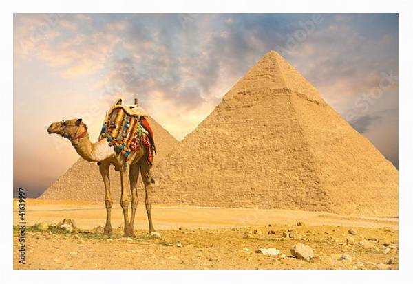 Постер Верблюд и пирамида с типом исполнения На холсте в раме в багетной раме 221-03