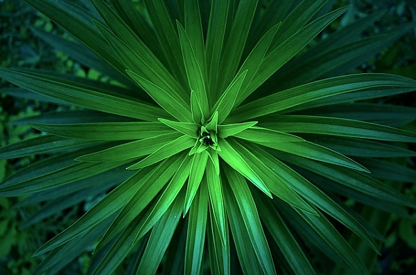 Постер Зеленые острые листья с типом исполнения На холсте без рамы