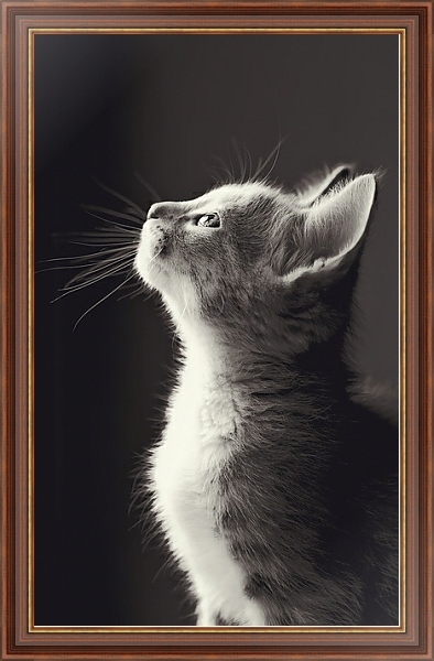 Постер Маленький серый котенок с типом исполнения На холсте в раме в багетной раме 35-M719P-83