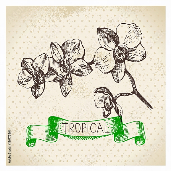 Постер Иллюстрация с веткой орхидеи с типом исполнения На холсте в раме в багетной раме 221-03