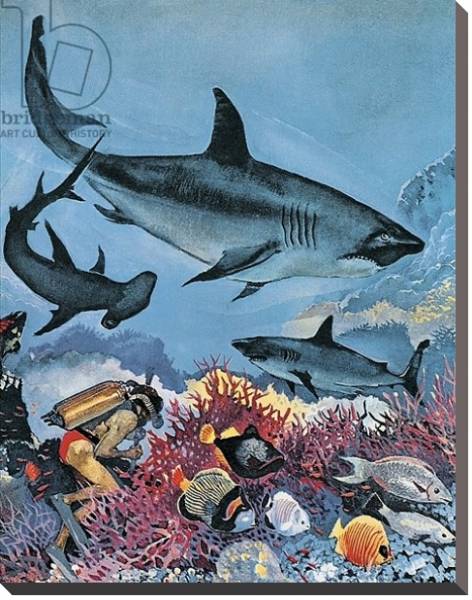 Постер Sharks с типом исполнения На холсте без рамы