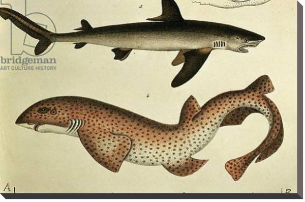 Постер Lesser Spotted Dogfish, Pl.93 from 'Naturgeschichte und Abbildung der Fische' by H.R. Schinz, 1836 с типом исполнения На холсте без рамы
