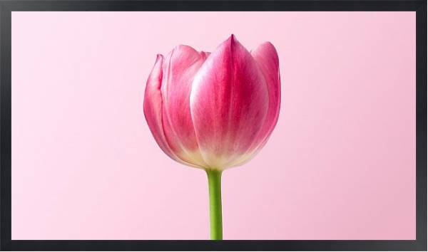 Постер Розовый тюльпан на розовом с типом исполнения На холсте в раме в багетной раме 1727.8010