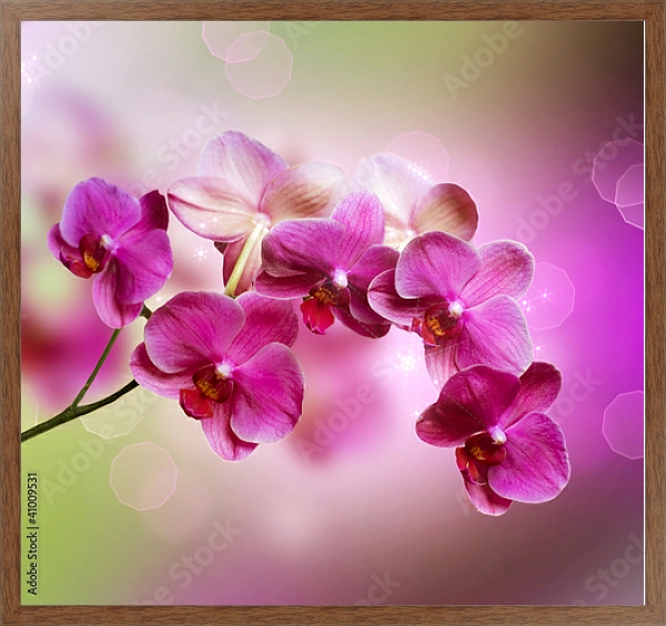 Постер Орхидеи 2 с типом исполнения На холсте в раме в багетной раме 1727.4310