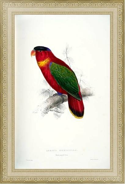 Постер Parrots by E.Lear  #34 с типом исполнения Акварель в раме в багетной раме 484.M48.725