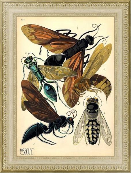 Постер Insects by E. A. Seguy №17 с типом исполнения Акварель в раме в багетной раме 484.M48.725